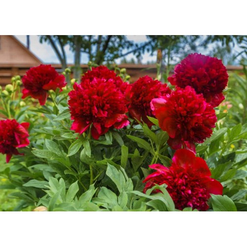 Bijūnas ( lot. peonia hybrida) Belgravia 2026 ruduo