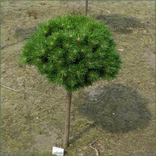 Pušis ant koto ( lot. Pinus mugo)  Benjamin