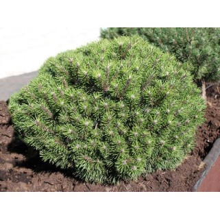 Pušis kalninė ( lot. Pinus mugo)  Benjamin