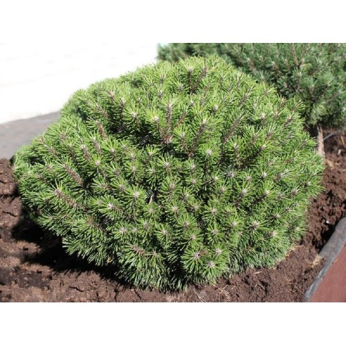 Pušis kalninė ( lot. Pinus mugo)  Benjamin