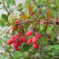 Raugerškis paprastasis ( lot. Berberis vulgaris) 