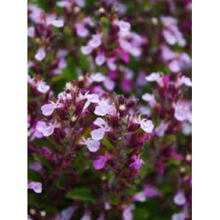 Berutis vaistinis ( lot. Teucrium  chamaedrys )