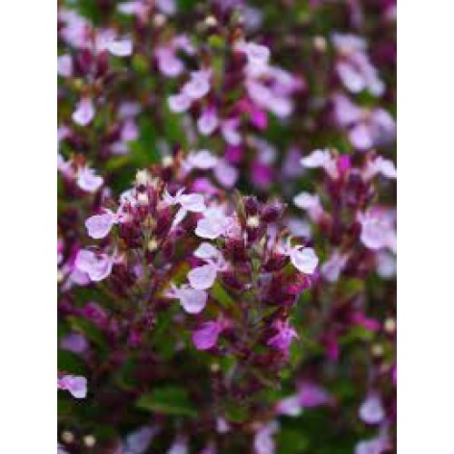 Berutis vaistinis ( lot. Teucrium  chamaedrys )