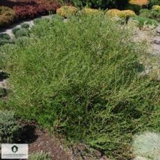 Beržas keružis ant koto ( lot. Betula nana)