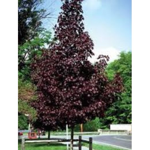 Beržas karpotasis ( lot. Betula pendula) Purpurea