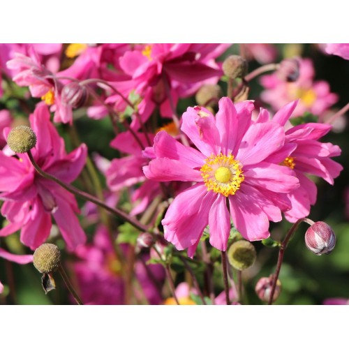 Plukė japoninė (lot. Anemone hupehensis)  Bressingham Glow