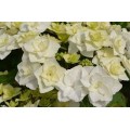 Hortenzija didžialapė  ( lot. Hydrangea macrophylla)  Doppio Bianco ®
