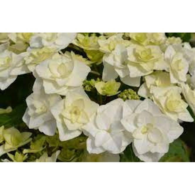 Hortenzija didžialapė  ( lot. Hydrangea macrophylla)  Doppio Bianco ®