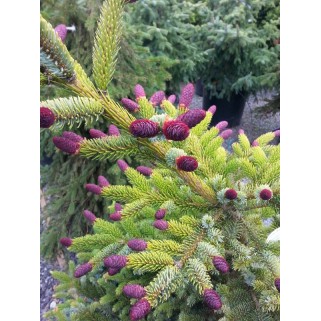 Eglė dvispalvė ( lot. Picea bicolor)