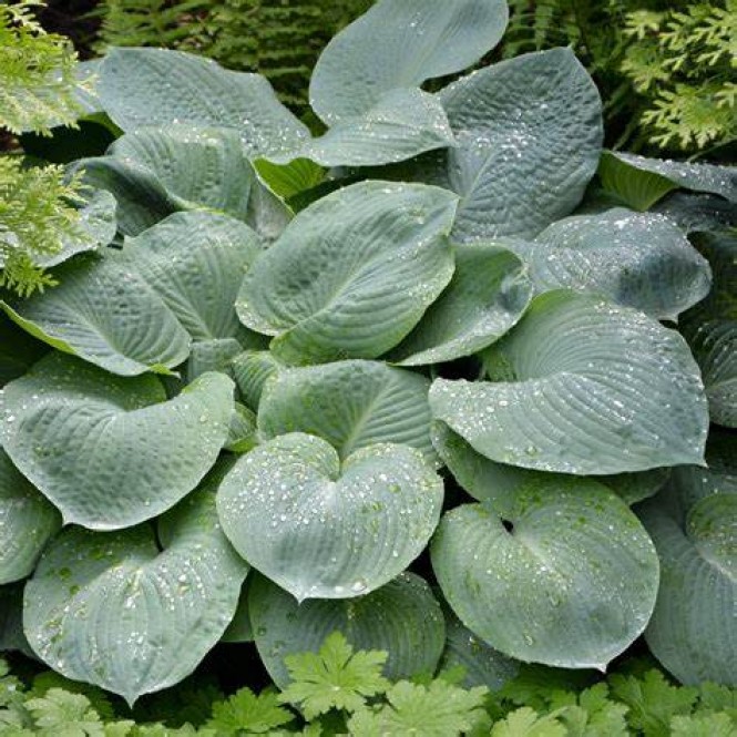 Melsvė ( lot. Hosta) Big Daddy