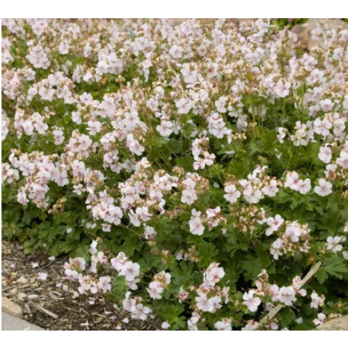 Snaputis (lot. Geranium  cantabrigiens) Biokovo