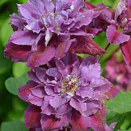 Raganė ( lot.Clematis) Birthday Girl