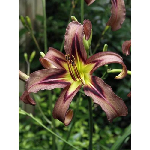 Viendienė  (lot.Hemerocallis ) Black Arrowhead
