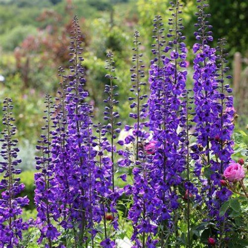 Pentinius didysis (lot. Delphinium elatum ) Black Knight