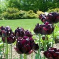 Tulpės Black Hero 50 vnt