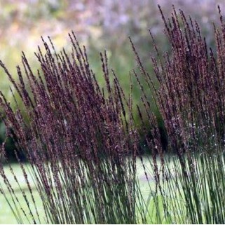 Melvenė nendrinė ( lot. Molinia arundinacea) Black Arrows