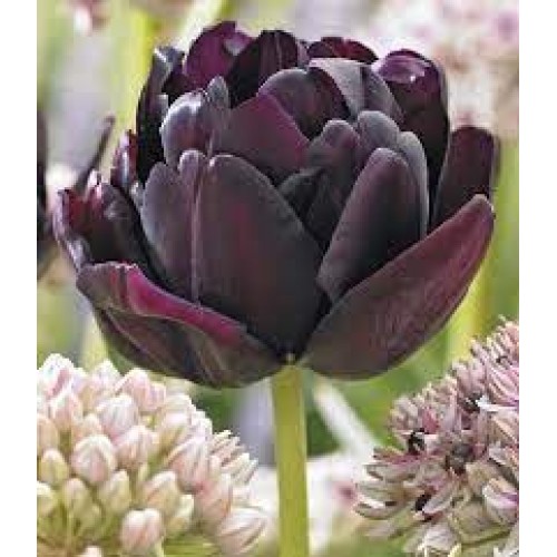 Tulpės Black Hero 100 vnt