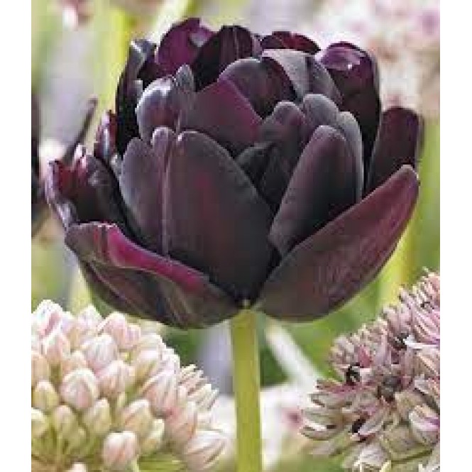 Tulpės Black Hero 5 vnt vazone