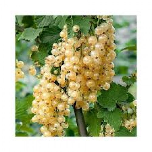 Serbentas baltasis ( lot. Ribes niveum) Blanca
