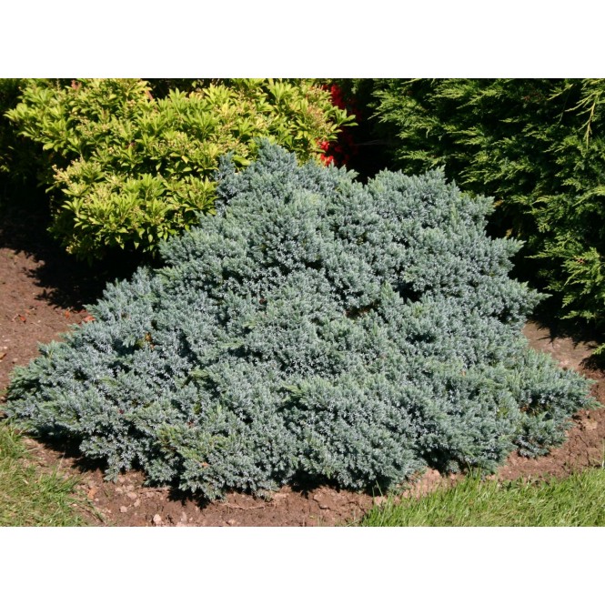 Kadagys žvynuotasis ( lot. Juniperus squamata)  Blue star