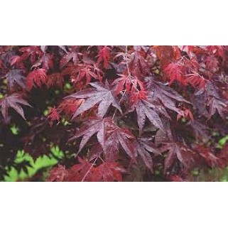 Klevas plaštakinis ( lot. Acer palmatum) Bloodgood