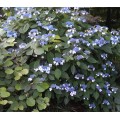 Hortenzija šiurkščioji ( lot. Hydrangea serrata) Blue Bird