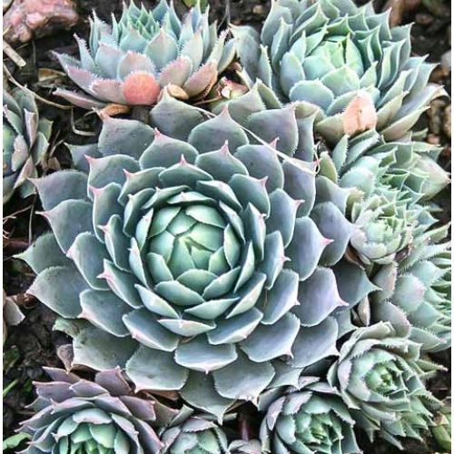 Šilropė ( lot. Sempervivum arachnoideum) Blue Star
