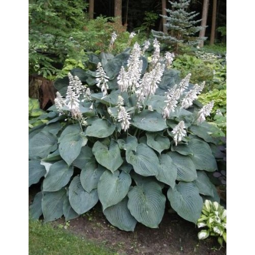 Melsvė ( lot. Hosta) Blue Angel