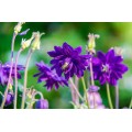 Sinavadas  (lot.Aquilegia vulgaris) Blue Barlow