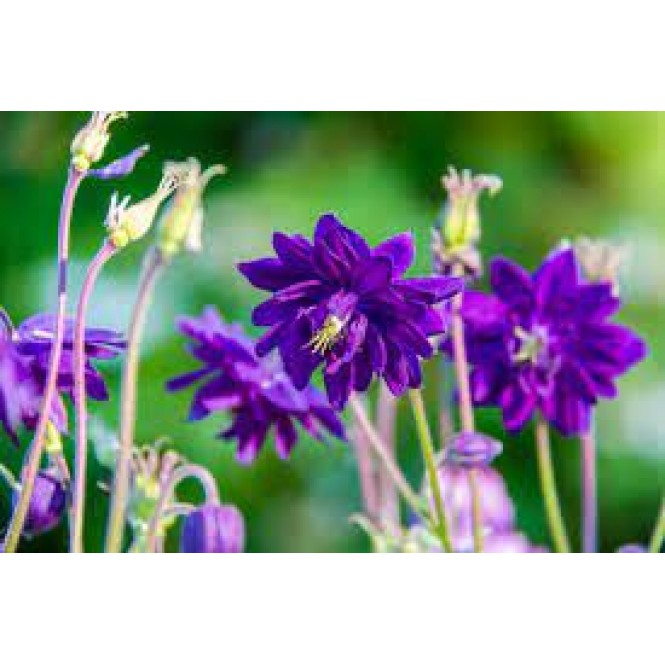 Sinavadas  (lot.Aquilegia vulgaris) Blue Barlow