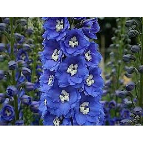 Pentinius  (lot. Delphinium curtorum ) Blue Bird