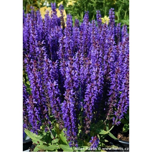 Šalavijas ( lot. Salvia superba) Blue Bouquetta