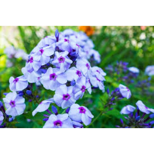 Flioksas ( Phlox paniculata)  Blue Boy