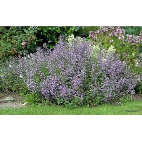 Girmėtė vaistinė (lot. Calamintha nepeta) Blue Cloud