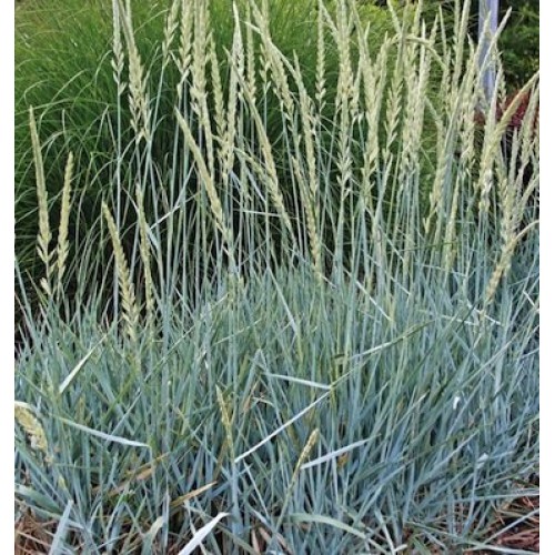 Smiltyninė rugiaveidė (lot. Leymus arenarius)