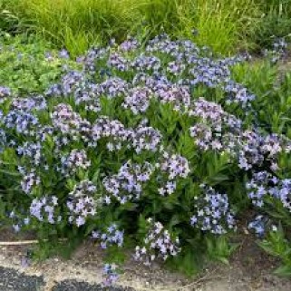 Dirktas ( lot. Amsonia) Blue Ice