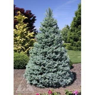 Eglė dygioji ( lot. Picea pungens ) Blue Mountain