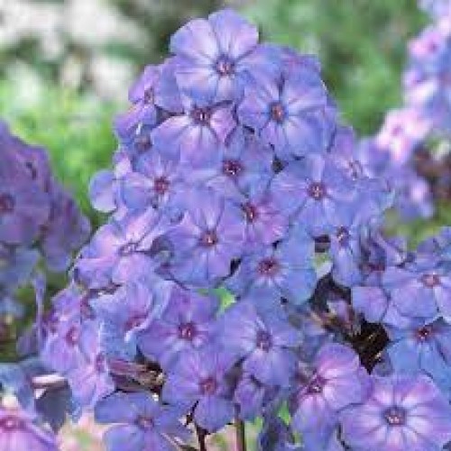 Flioksas ( Phlox paniculata)  Blue Paradise