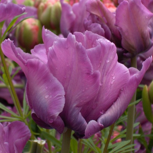 Tulpės  Blue Parrot 50 vnt