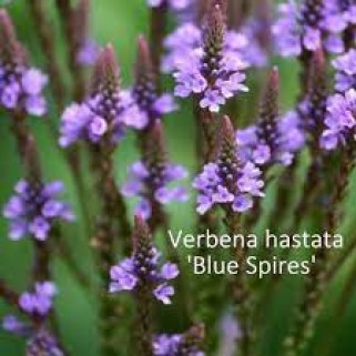 Verbena strelialapė ( lot. Verbena hastata) Blue  Spires