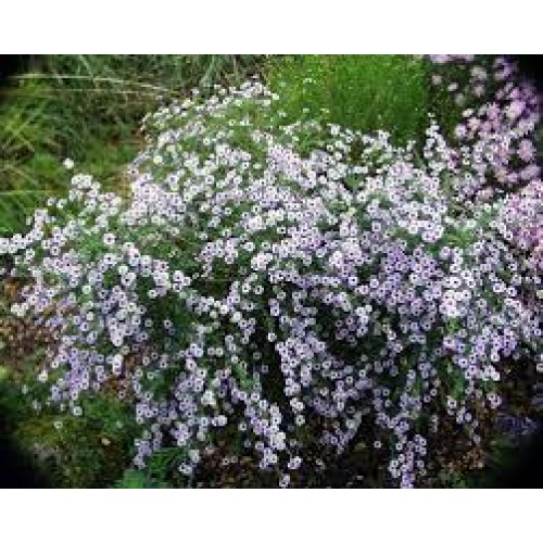 Astras erikinis ( lot. Aster ericoides) Blue Star