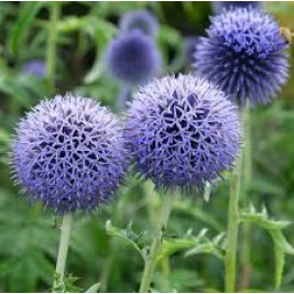 Bandrenis ( lot. Echinops bannaticus) Taplow Blue