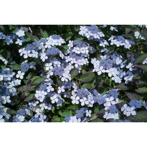 Hortenzija šiurkščioji ( lot. Hydrangea serrata) Blue Bird