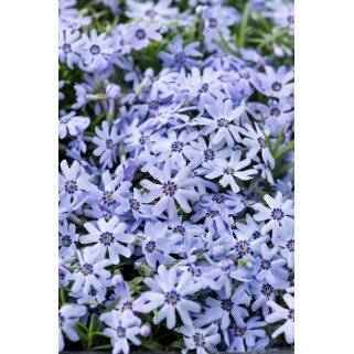 Flioksas ylalapis (Phlox subulata) Emerald Cushion  Blue