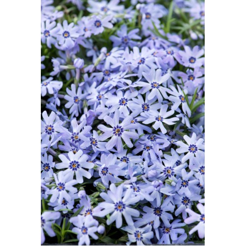Flioksas ylalapis (Phlox subulata) Emerald Cushion  Blue