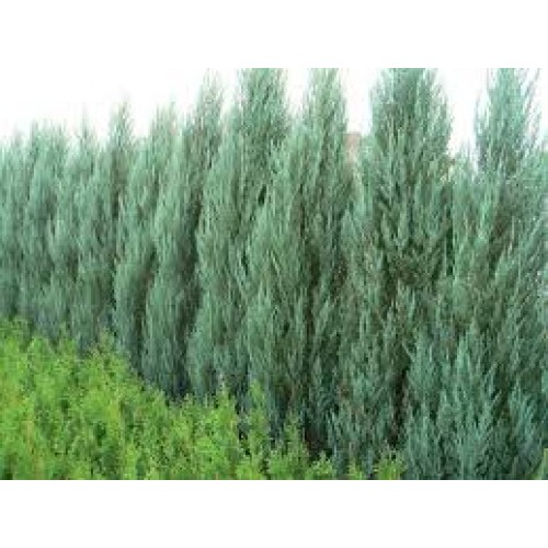 Kadagys virgininis ( lot. Juniperus virginiana)  Blue Arrow