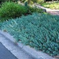 Šilokas  ( lot. Sedum rupestre) Blue Spruce