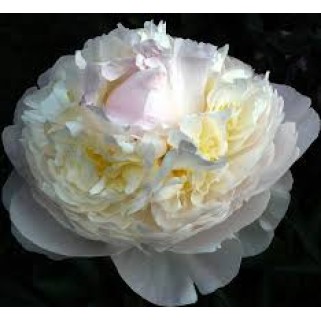 Bijūnas ( lot. peonia lactiflora )  Blush Queen,vazone