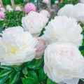 Bijūnas ( lot. peonia lactiflora )  Blush Queen, 2025 ruduo