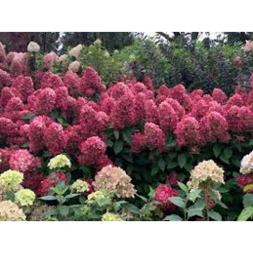 Hortenzija šluotelinė ( lot. Hydrangea paniculata) Bloody Marie (Bonfire)